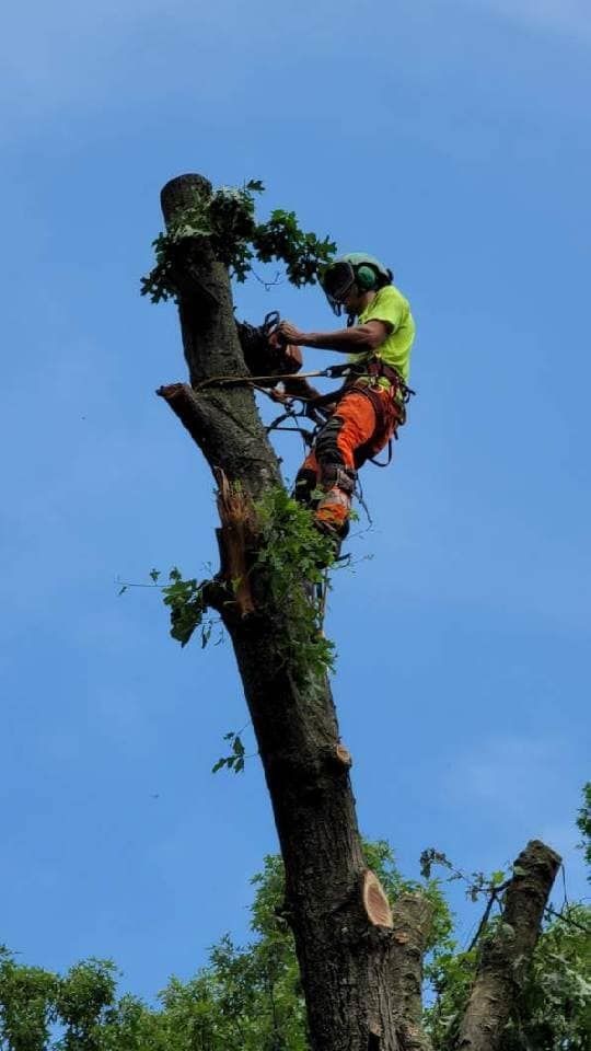 Chief Trees and Consulting Tree Removal
