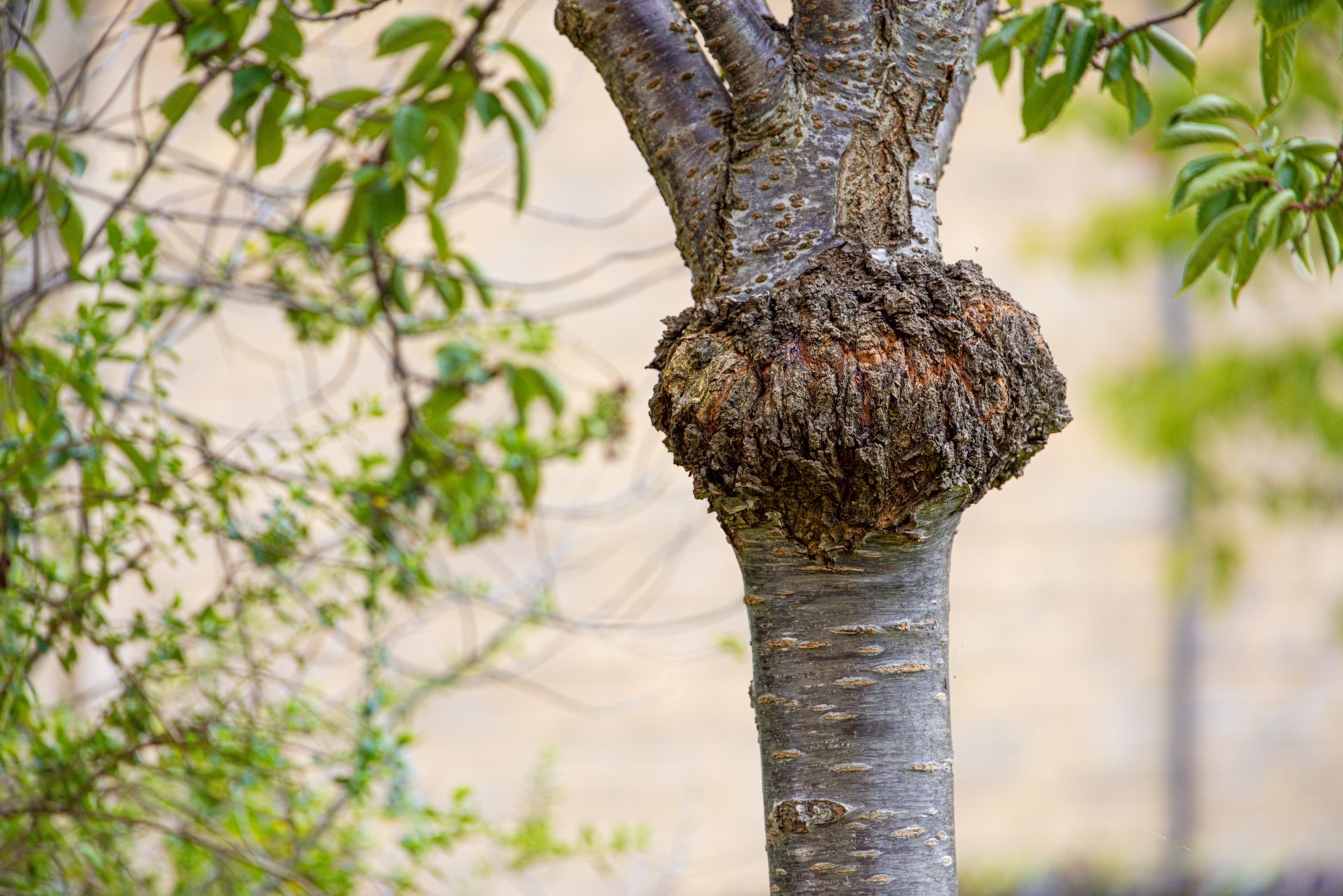 Unsightly, but harmless growth on a tree trunk. These unusual growths are known as burls