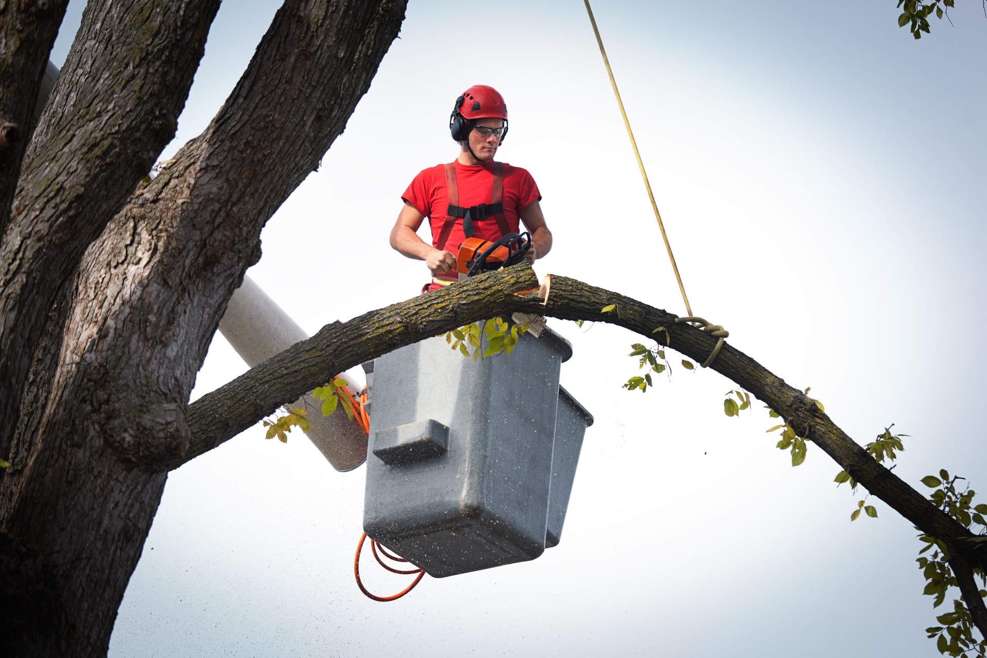 Tree Pruning Service Arborist Trimming Branches with Chainsaw Horizontal